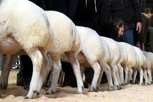 Prime lambs line-up. File photo