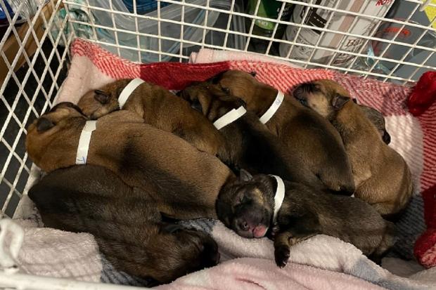 The newborn puppies dumped in woods in West Yorkshire