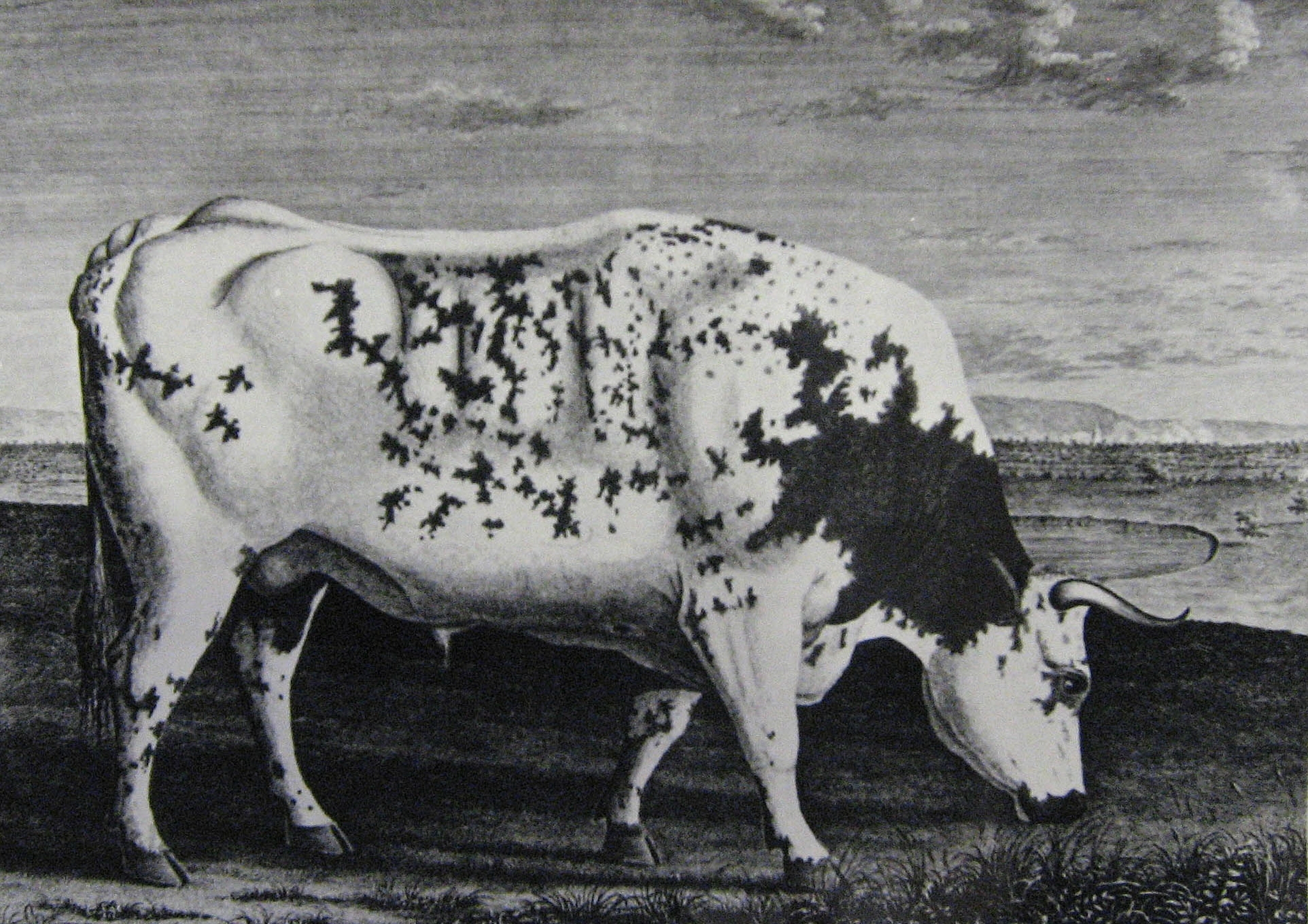 The Blackwell Ox, which was slaughtered in 1779 and was the first shorthorn star