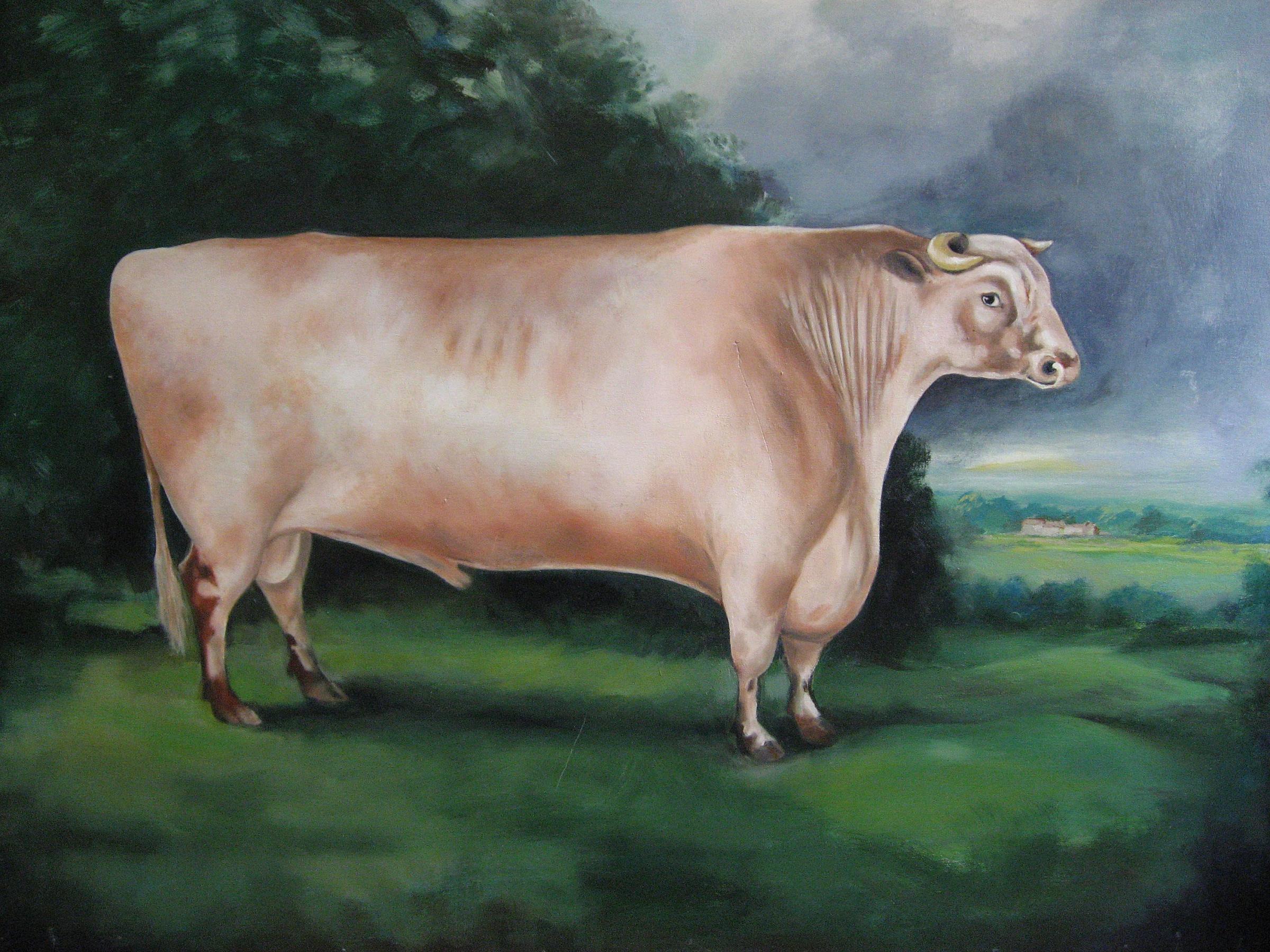 Comet, the first £1,000 ox which was was bred in Ketton