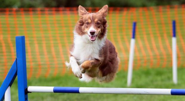 Darlington and Stockton Times: A dog enjoying the agility class at Hurworth Country Fair Picture: Sarah Caldecott