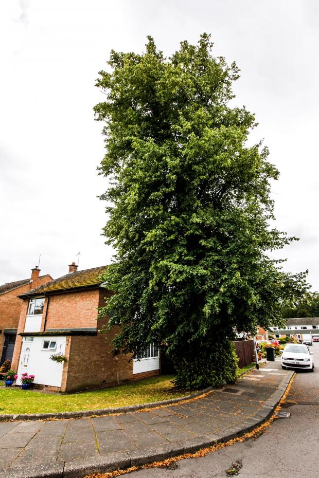 Darlington and Stockton Times: The tree in Brompton Way, Darlington Picture: Stuart Boulton 
