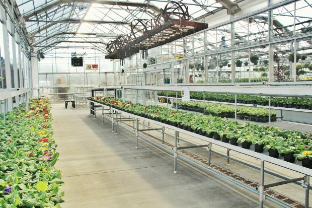 A commercial greenhouse (file image)