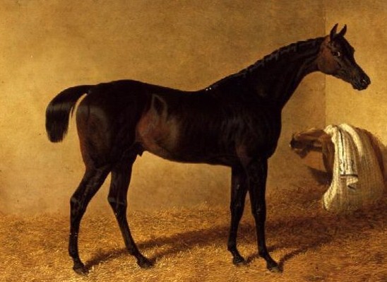 Doctor Syntax, a legendary racehorse which won the first Northallerton Gold Cup in 1822
