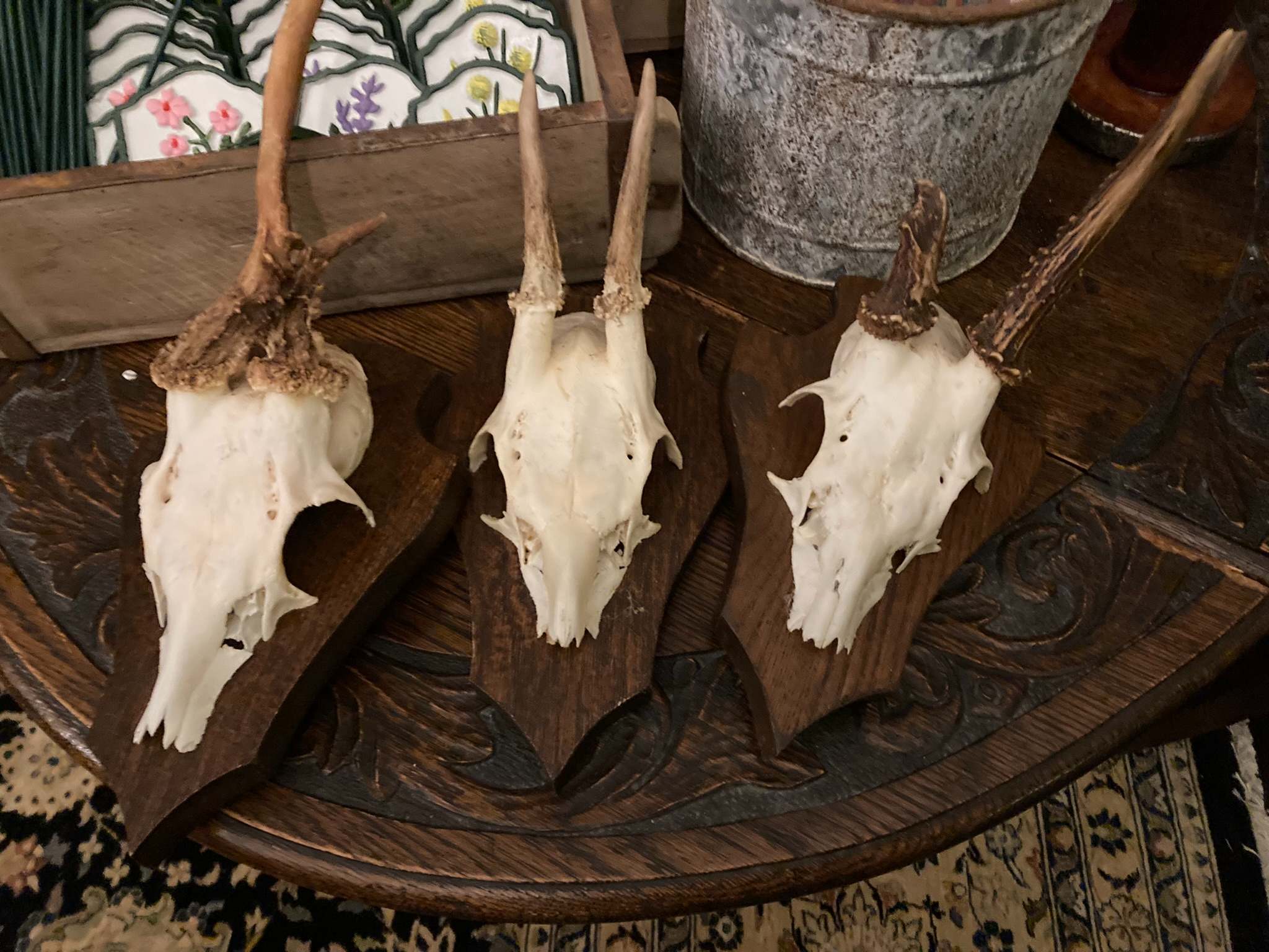 Roe deer skulls for £19 each are scattered everywhere, on walls and tables