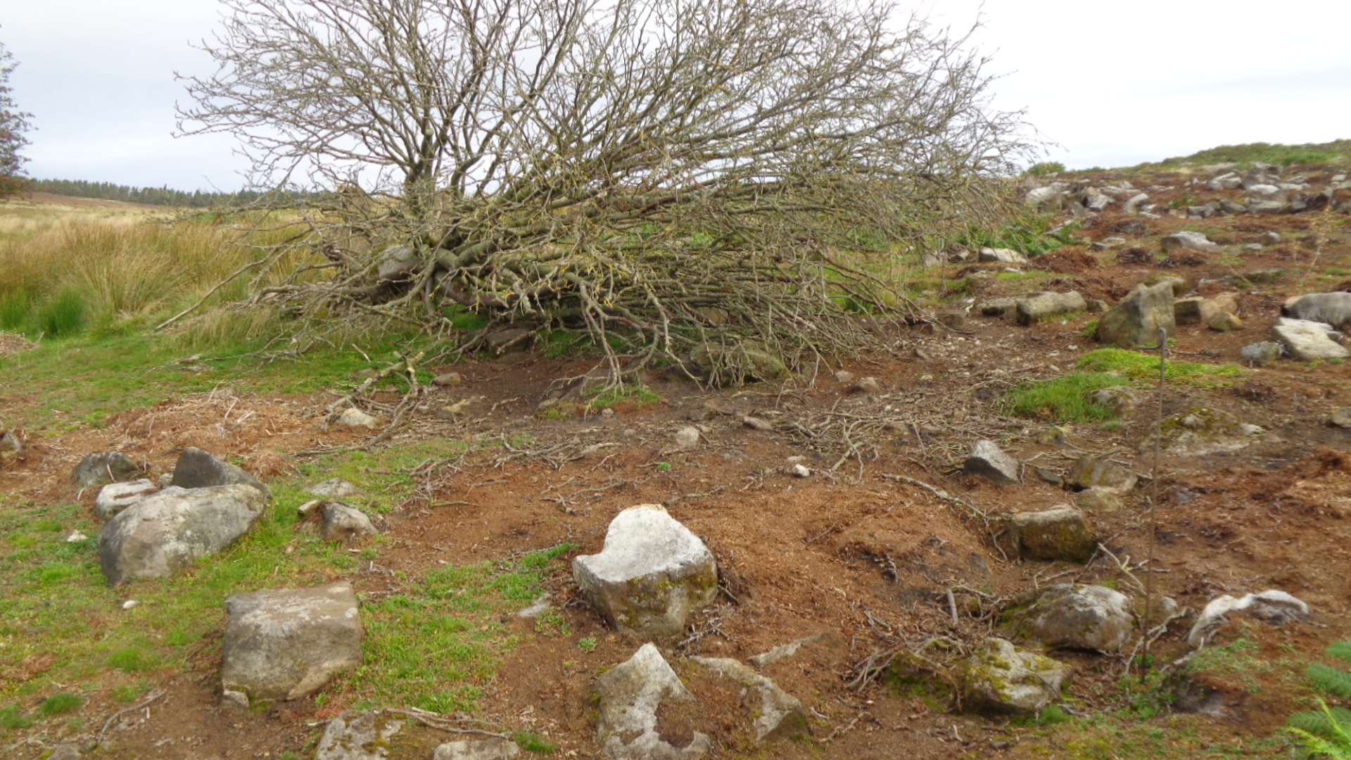 Recent soil loss has exposed roots and buildings at Sheepwash