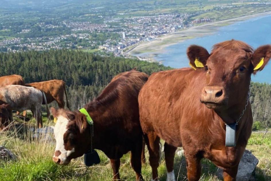 Traditional cows to help bring mountainside back to life after devastating fires