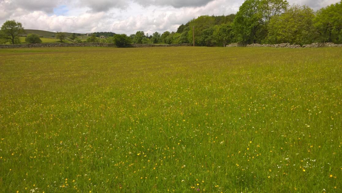 Low Way Farm, Teesdale, to showcase hay meadows at open day