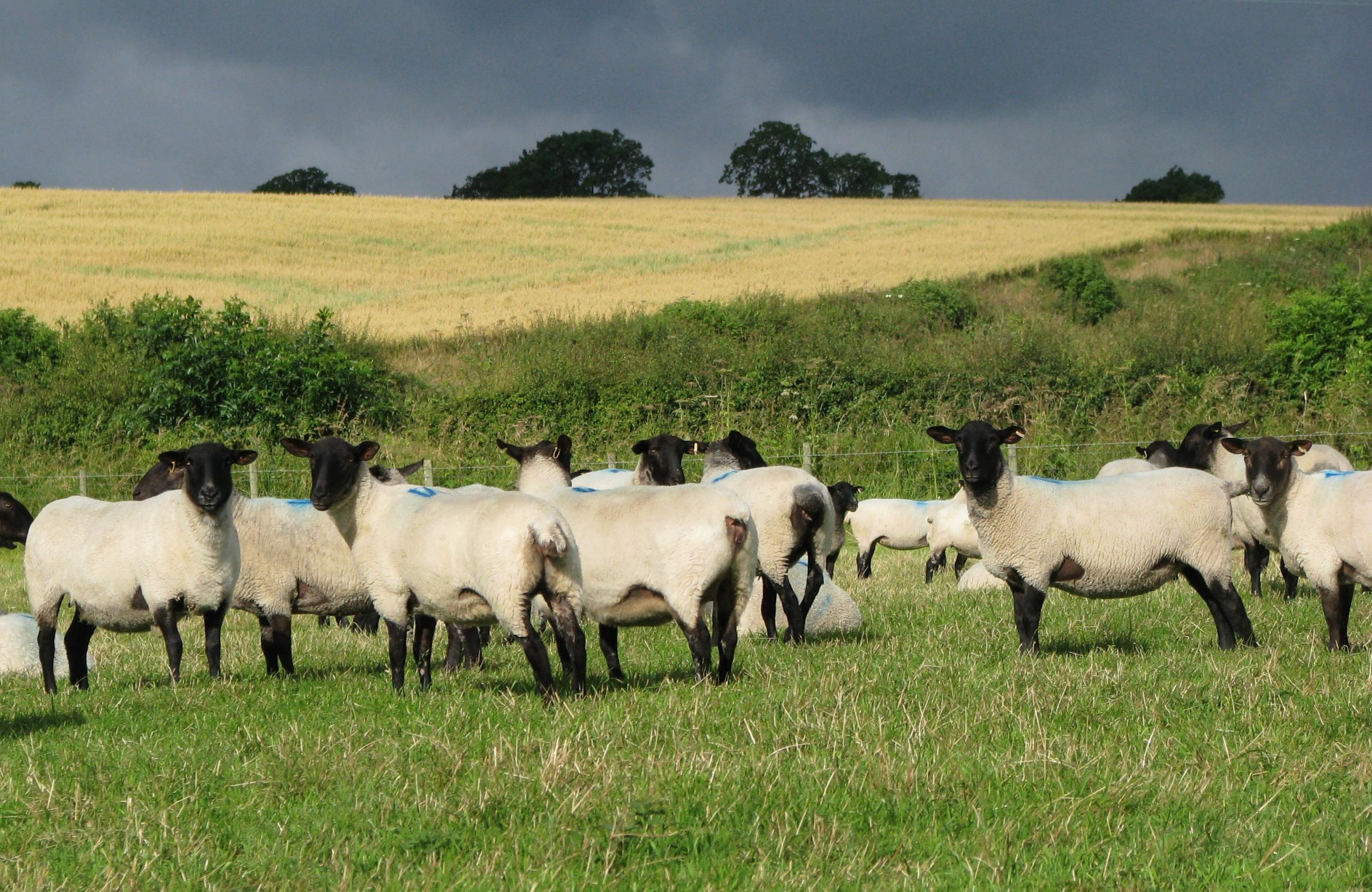Flock of Suffolk cross sheep