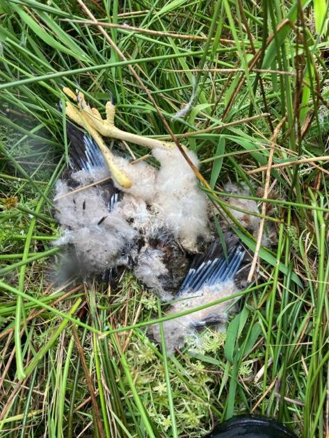 Persecution of birds of prey 'shaming' says Dales national park
