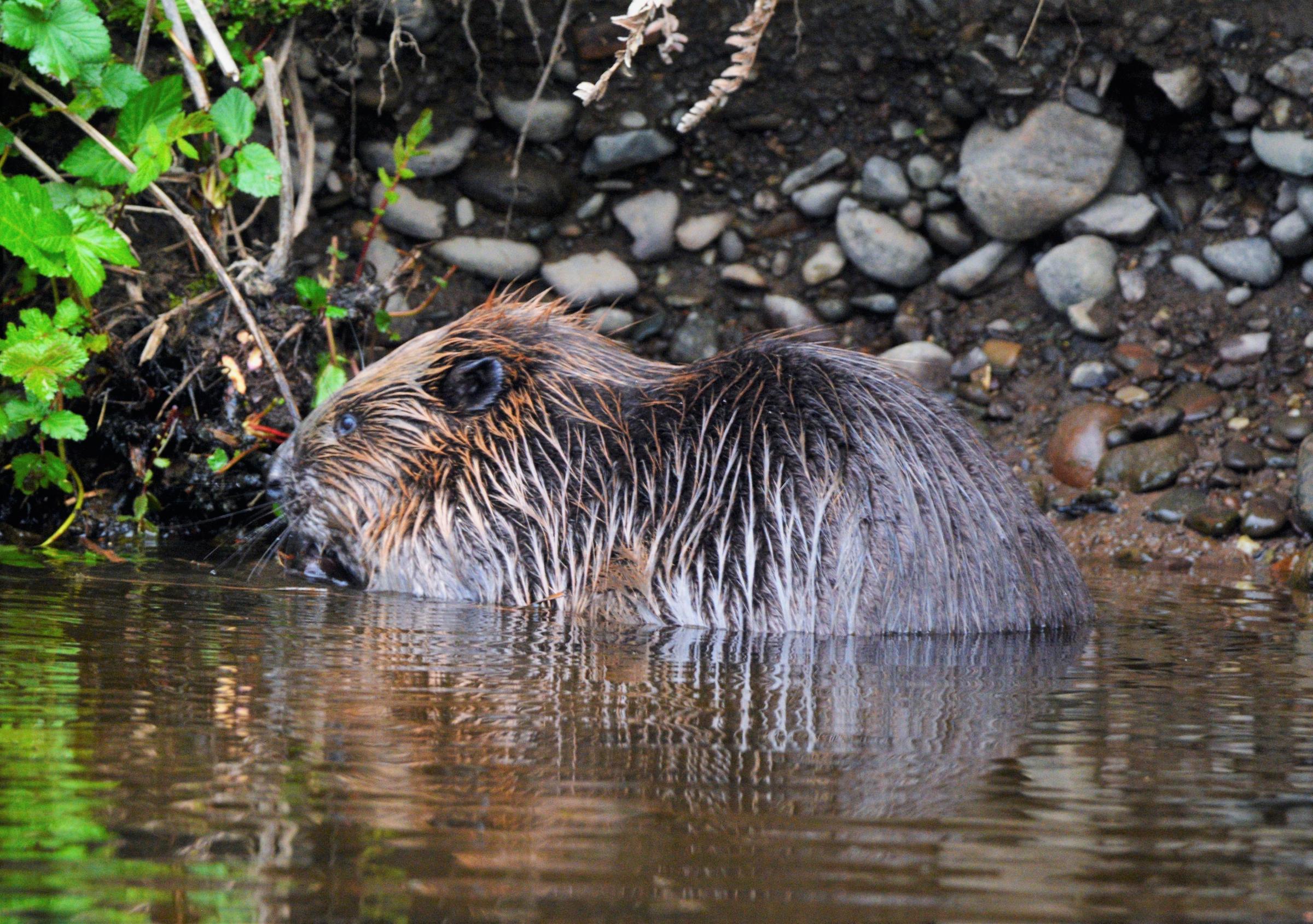 Council is 'open to conversations' on beaver reintroduction | Darlington and Stockton Times - Vimarsana News