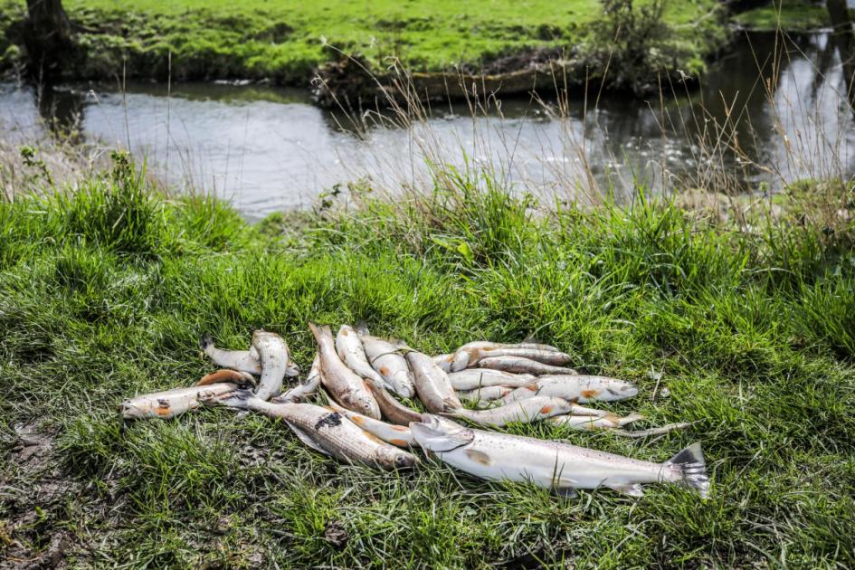 Investigation goes on into Richmondshire river pollution | Darlington and Stockton Times 