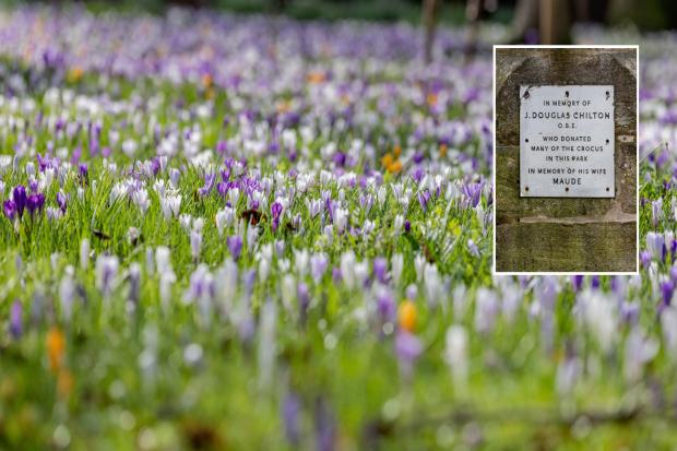 The crocuses in Southend Avenue, Darlington, were planted by Douglas Chilton, in memory of his wife, Maude, who loved the colourful flowers