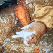 Our cat Marmalade took a while to settle in when we moved house in 1981
