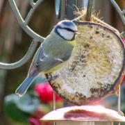 Blue tits often nest in curious places Picture: MICK GISBOURNE