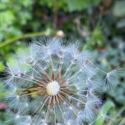 Dandelions have one of the most effective ways of spreading their seeds