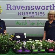 Ravensworth Nurseries at Richmond's Big Plant Sale