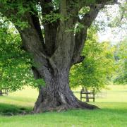 The Middleham walnut tree is one of the largest in the area