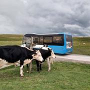 A DalesBus bus at Malham Tarn
