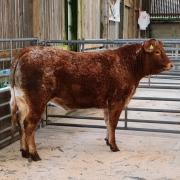Champion was a heifer from Messrs Hutchinson, which later realised £1450