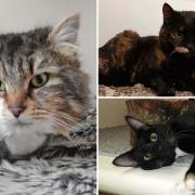 RSPCA cats looking for their forever homes in the North East (RSPCA)