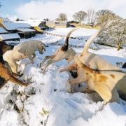 ON FOOT: the Saltersgate Farmers’ Hunt leaves Lockton on the North York Moors during November’s snows