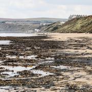 The cause of mass crab deaths on the north east coast may never be known, an environment minister has claimed amid calls for further investigation.