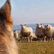 Sheep worrying is on the increase, according to a new survey