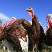 Consumers warned of ‘big, big’ shortage of British free range turkeys this Christmas