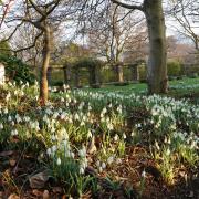 Snowdrops at Tudor Croft Gardens, Guisborough Picture: BRIAN GLEESON