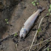 A dead brown trout on the riverbank of Skeeby Beck.