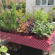 Plants for sale have been grown by Garden Club Members in Ingleby Arncliffe and Ingleby Cross