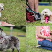 Here are 15 pictures of dogs and their 'pawrents' gathering in Barnard Castle for the pet show, as part of the annual Barnard Castle meet on Saturday (May 27).