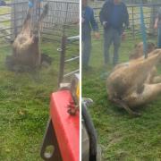 The short video clip, which was initially posted to the Witton Castle Country Park Facebook page, shows a bullock's legs in the air after it had fallen down a hole at the estate near Bishop Auckland