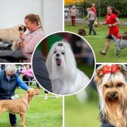 Darlington Championship Dog Show