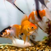 Offering goldfish as prizes has been described as an outdated practice by the RSPCA. Picture: Pixabay