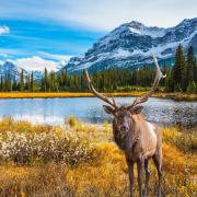 An elk, or moose, in Canada: such sights were once common in Neasham