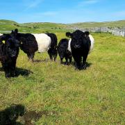Belted Galloway cattle at Malham Cove