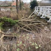The tree at Great Ayton which is causing concern