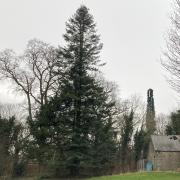 Darlington's only Giant Fir which is going to be incorporated into a garden of new house built on the ancient fields of Blackwell