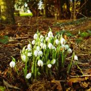 Snowdrops in woods at Crathorne, near Yarm, by Tim Dunn, of Stokesley