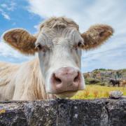 Campaign to stop farm deaths and injuries working with animals