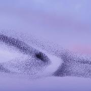 An amazing murmuration at Leeming, pictured by Libby Harding