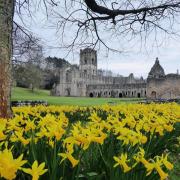 Daffodils at Fountains Abbey, by Heather Middleton
