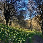 The famous Farndale daffodils
