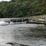 People picnicking and bathing at the Middle Falls at Aysgarth