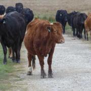 The cattle that attacked the woman