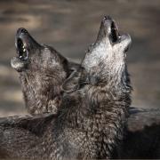 January used to be known as Wolfmonath - the month of the hungry wolf. Picture: CELL PRESS