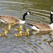 Pam Mosedale of Beechwood took this picture of Canada geese and their goslings on the mere in Tatton Park