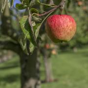 The apple - always a gardener's favourite